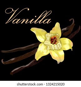 Realistic vanilla flower and pods, vector isolated objects on white background.
