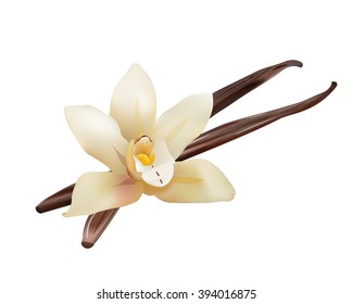 Realistic Vanilla Flower and Sticks. Vector Isolated Icon Illustration