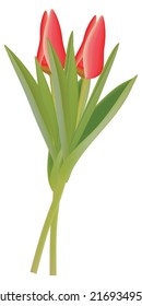 realistic vector 3d tulip flower isolated on white background.