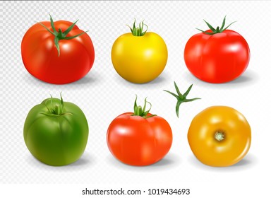 Realistic vector of 6 different colors of tomatoes on transparent background. Red, green, yellow and orange tomato collection.