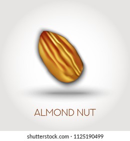 Realistic vector almond nut isolated with vector shadow. Food element for presentation, packaging, promo. 