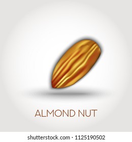 Realistic vector almond nut isolated with vector shadow. Food element for presentation, packaging, promo. 