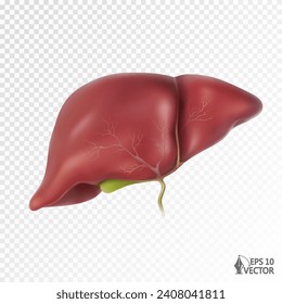 Realistische Vektoranatomie der menschlichen Leber. Organ des Lebersystems, Gallenblase. 3D-Illustration für die Gestaltung von Bildungswebseiten, Werbung für Arzneimittel und Apotheken