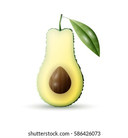 Realistic vector avocado