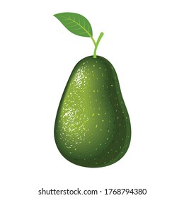 Ilustración de aguacate vectorial realista sobre fondo blanco.