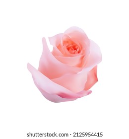 realistische Vektorgrafik von schönen rosa Rosen, rosa Rosen sind in Blüte.