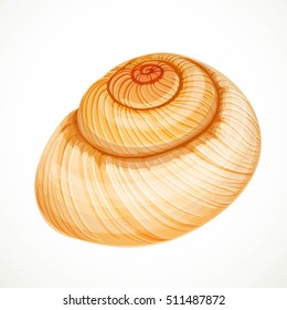 Realistic vector beige round seashell isolated on white background