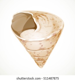 Realistic vector beige triangular gabled seashell isolated on white background