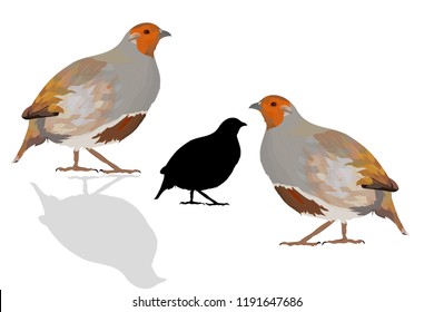 Realistic vector bird. Bird: Grey Partridge. Perdix perdix. White background.