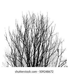 Realistic vector black silhouette of tree bare branches without leaves on a white background. Lifeless naked bush, shrub with fallen leaves