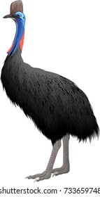 Realistic vector cassowary