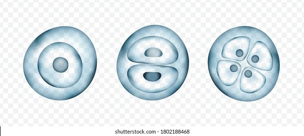 División de células vectoriales realistas. Etapas del desarrollo embrionario humano. Plantilla de ciencias médicas o biológicas. 