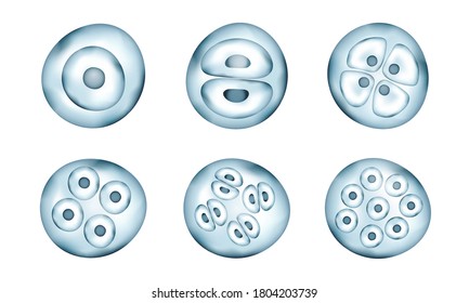 Realistic vector cells division. Stages of human embryonic development. Medical or biology science template. 