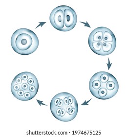 Realistic vector cells division. Stages of human embryonic development. Medical or biology science circular scheme
