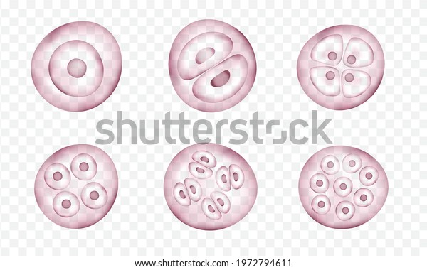 Realistic vector\
cells division. Stages of human embryonic development. Medical or\
biology science\
scheme\

