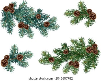 Realistic vector Christmas isolated tree branches with pine cones.  Blue and green fir. 