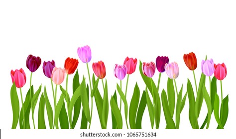 Conjunto de tulipanes coloridos vectoriales realistas. Flores de primavera. Bouquet de tulipanes aislado con un lugar para el texto.