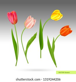 Realistic vector colorful tulips set. Spring flowers background. Bouquet of tulips isolated.