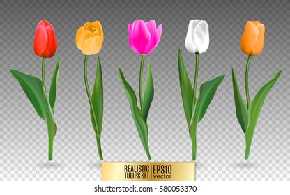 Realistic vector colorful tulips set. Not trace. The blank for your design. Red tulips flowers on transparent background.