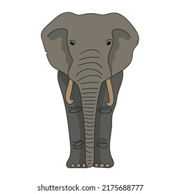 Dibujo vectorial realista de elefante en toda su cara aislado en fondo blanco. Ilustración vectorial colorida.