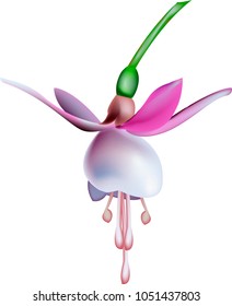 realistic vector drawing of a flower of fuchsia on a white background