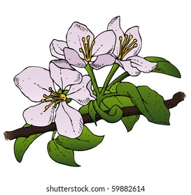 A realistic vector drawing of a group of apple blossoms on a branch.