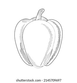 Realistic vector drawing of pepper, black line art with hatching on a white background. Academic drawing, graphics. Vegetables vector, natural vegetables, harvest.