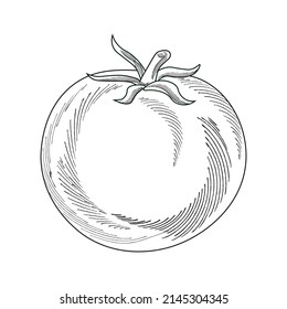 Realistic vector drawing of a tomato, black line art with hatching on a white background. Academic drawing, graphics. Vegetables vector, natural vegetables, harvest.