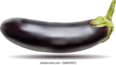 Realistic Vector Eggplant. Vector Vegetables