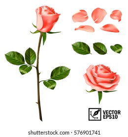 Realistic vector elements set of pink roses (petals, leaves, bud and an open flower)