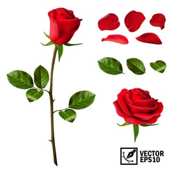 Set Di Elementi Vettoriali Realistici Di Rose Rosse (petali, Foglie, Bocciolo E Un Fiore Aperto) Con La Possibilità Di Cambiare L'aspetto Del Fiore, Come Nel Costruttore