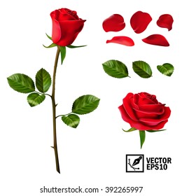 Реалистичный набор векторных элементов из красных роз (лепестки, листья, бутон и открытый цветок) с возможностью изменения внешнего вида цветка, как в конструкторе