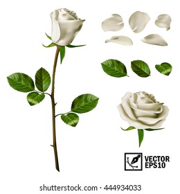 Realistic vector elements set of white roses (petals, leaves, bud and an open flower) with the ability to change the appearance of the flower, as in the constructor