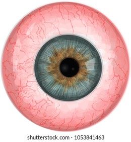 Realistic vector eyeball - Vector Illustration of human  eye wit