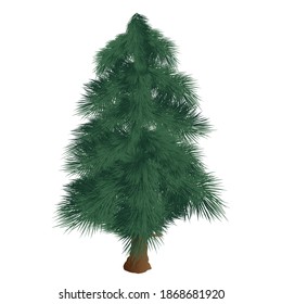 realistic vector fir tree illustration