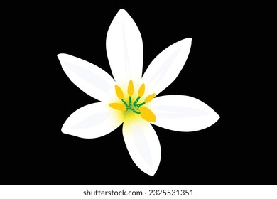 Création de fleur vectorielle réaliste.