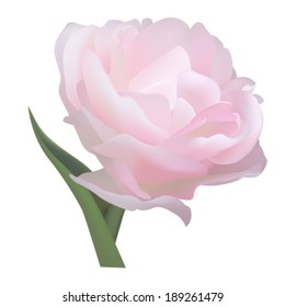 realistic vector flower isolated on white background