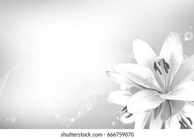 Realistic vector flowers background. Bouquet of white lilies. Isolated vector illustration.