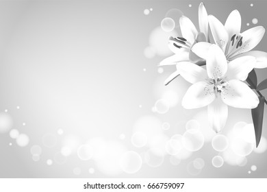 Realistic vector flowers background. Bouquet of white lilies. Isolated vector illustration.