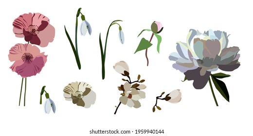 realistic vector flowers on white isolated background, poppies bells and peony, peony bud on white isolated background