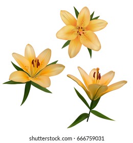 Realistic vector flowers set. Bouquet of orange lilies. Isolated vector illustration on white background.