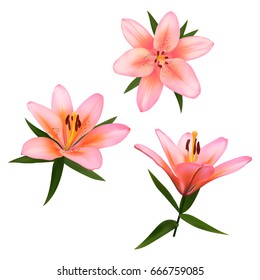 Realistic vector flowers set. Bouquet of pink lilies. Isolated vector illustration on white background.