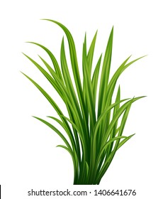 	
Realistic vector fresh green grass. Isolated element for design, nature landscape vector illustration.