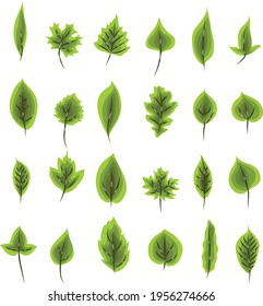 realistic vector of green leaf