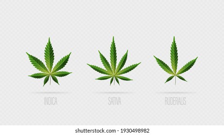 Realistic vector green leaves of cannabis. Set of cannabis leafs, sativa, indica and ruderalis isolated on a white background