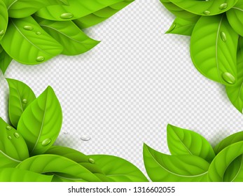 Realistic vector green leaves with drops frame template with transparent background