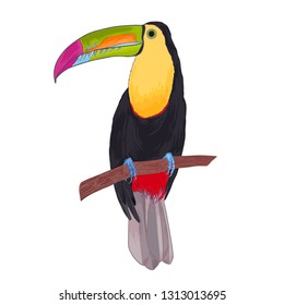 Realistic vector hand drawn illustration tropical toucan bird. Colorful tropic print isolated on white with watercolor effect