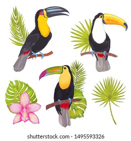 Realistic vector hand drawn illustration tropical set of toucan birds with flower and leaves. Colorful tropic birds isolated on white with watercolor effect