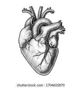 Realistic Vector Heart Hand Drawn Illustration Stock Vector (Royalty ...