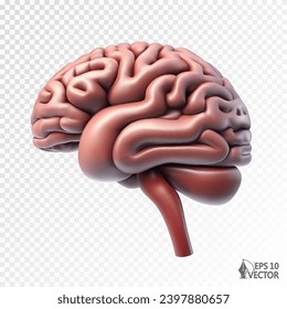 Realistic vector human brain model, external view. 3D illustration for medical applications, educational sites, websites